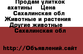 Продам улиткок ахатины  › Цена ­ 100 - Сахалинская обл. Животные и растения » Другие животные   . Сахалинская обл.